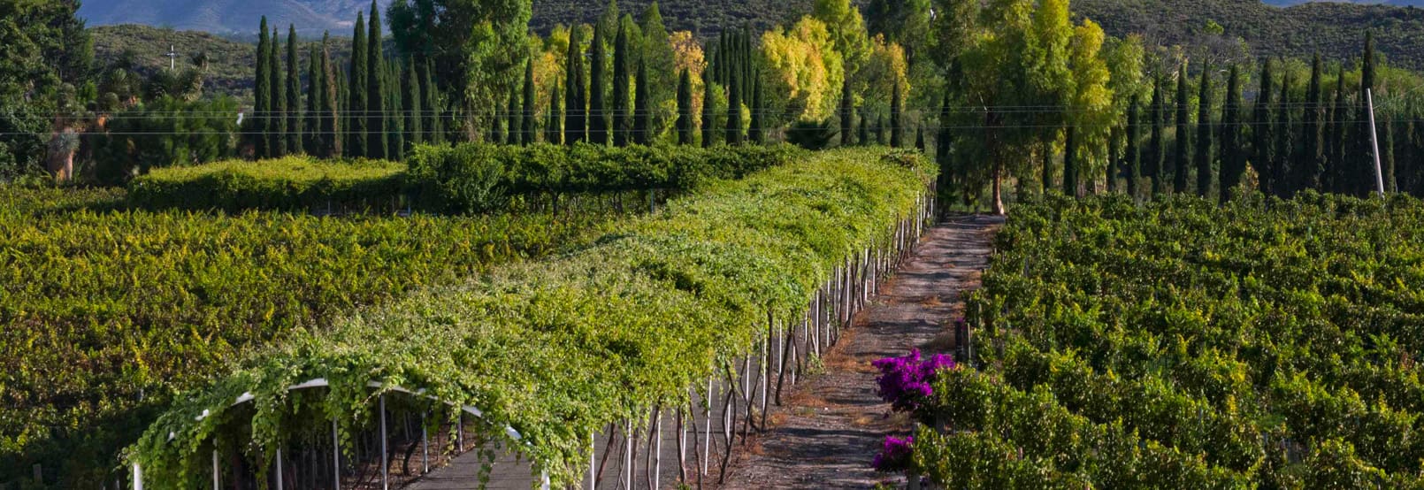 RUTA DEL VINO EN COAHUILA